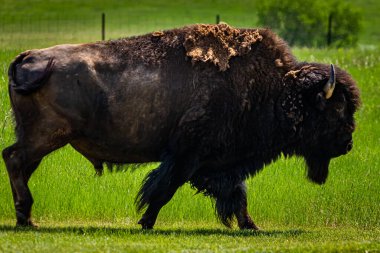 Kuzey Dakota, Medora yakınlarındaki Theodore Roosevelt Ulusal Parkı 'na bakan Boyalı Kanyon' un otoparkında otlayan bir Amerikalı Bizon görülüyor..