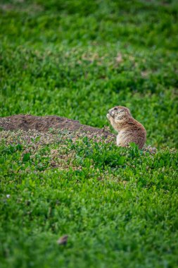 Çayır köpekleri Theodore Roosevelt Ulusal Parkı 'ndaki Manzara Döngü Yolu' ndaki yuvalarında yırtıcılara karşı tetikte olurlar..