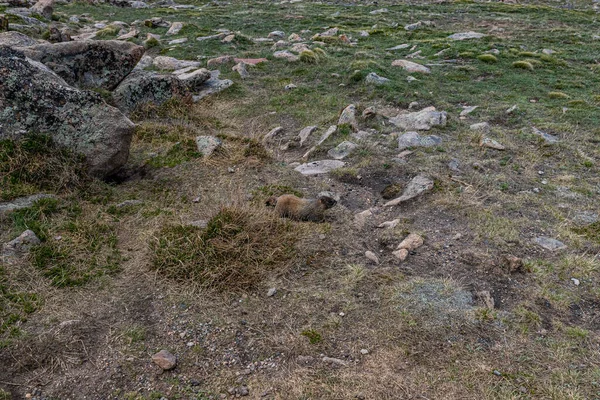 Gul Magad Murmeldjur Tundran Vid Rocky Mountain National Park Colorado — Stockfoto