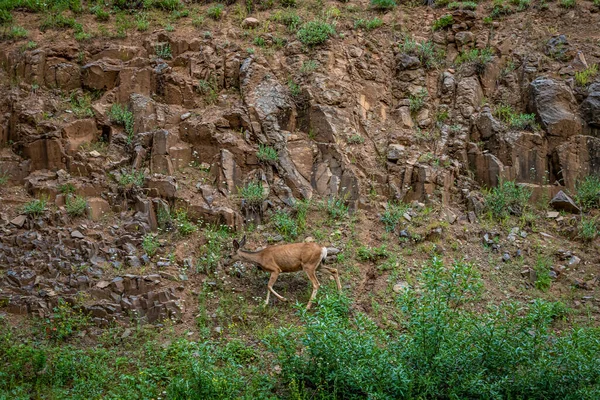 Mule Deer Doe Forrageiras Para Alimentos Floresta Nacional Wallowa Whitman — Fotografia de Stock