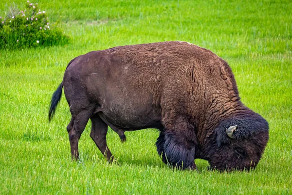 Ein Amerikanischer Bison Weidet Auf Dem Parkplatz Painted Canyon Overlook — Stockfoto