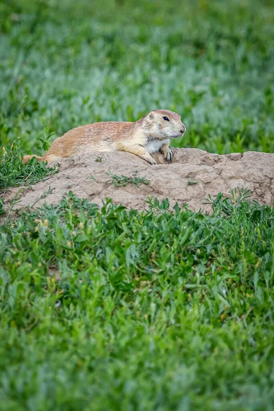 Prairie dogs stay alert for predators at their burrows along the Scenic Loop Road in Theodore Roosevelt National Park.