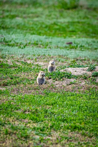 Prairie Cães Ficar Alerta Para Predadores Suas Tocas Longo Scenic — Fotografia de Stock