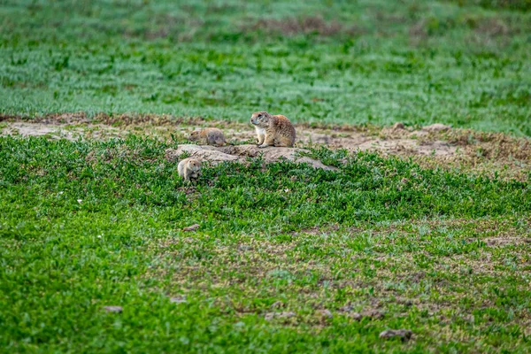 Prairie dogs stay alert for predators at their burrows along the Scenic Loop Road in Theodore Roosevelt National Park.
