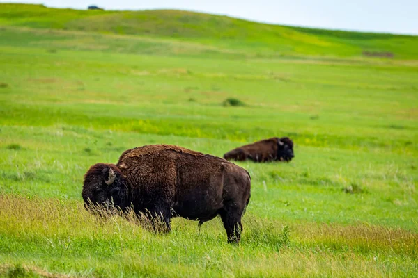 American Bison Está Pradaria Badlands National Park — Fotografia de Stock