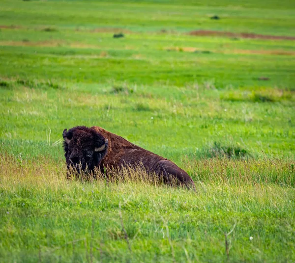 American Bison Está Pradaria Badlands National Park — Fotografia de Stock