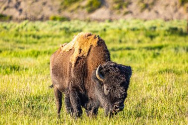 Yellowstone nehri boyunca Wyoming 'deki Yellowstone Ulusal Parkı' nda bir bizon otluyor..