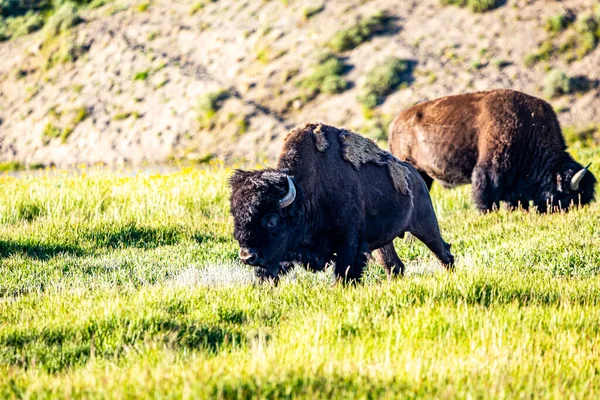 Bisons Grasen Yellowstone River Yellowstone National Park Wyoming — Stockfoto