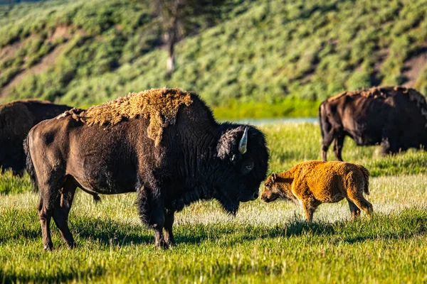 Bison Pastam Longo Rio Yellowstone Parque Nacional Yellowstone Wyoming — Fotografia de Stock