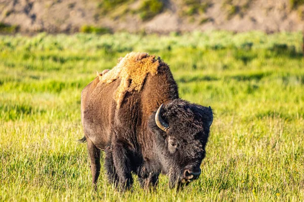 Bisonte Pastoreia Longo Rio Yellowstone Parque Nacional Yellowstone Wyoming — Fotografia de Stock