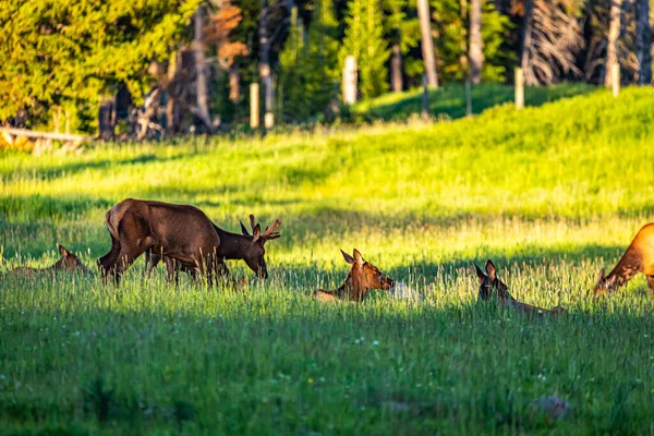 Cervos Mula Pastam Descansam Prado Parque Nacional Yellowstone Wyoming — Fotografia de Stock