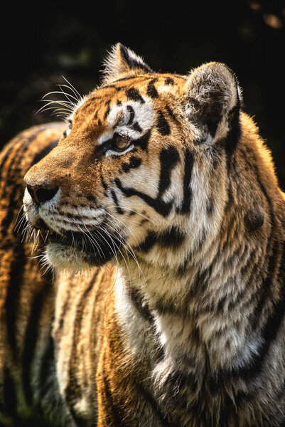 Tiger portrait angry predator watch on hunter wild nature waiting