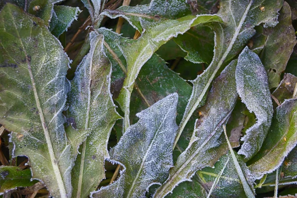 Ледяной одуванчик оставляет осенний холодный день крупным планом — стоковое фото
