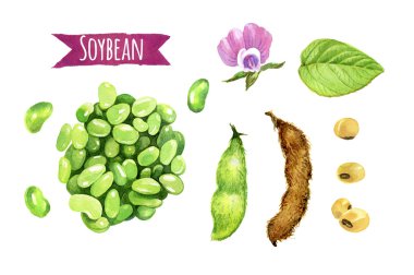 Soybeans, watercolor illustration clipart