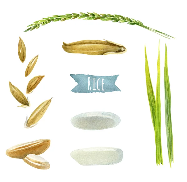 Rice  watercolor illustration set with clipping paths — Stock Photo, Image