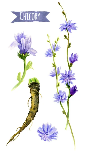 Bloemen van de cichorei en wortels, aquarel illustratie met knippen — Stockfoto