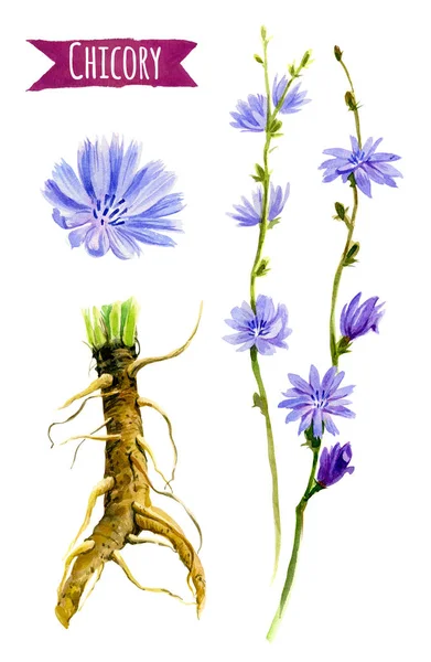 Cikória virág és a gyökerek, akvarell illusztráció nyírás — Stock Fotó