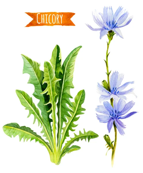 Cichorei bloemen en bladeren van de aquarel illustratie met knippen — Stockfoto