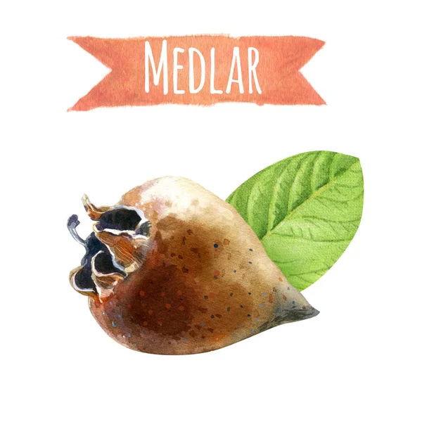 Medlar with leaves, watercolor illustration with clipping path — Stock Photo, Image