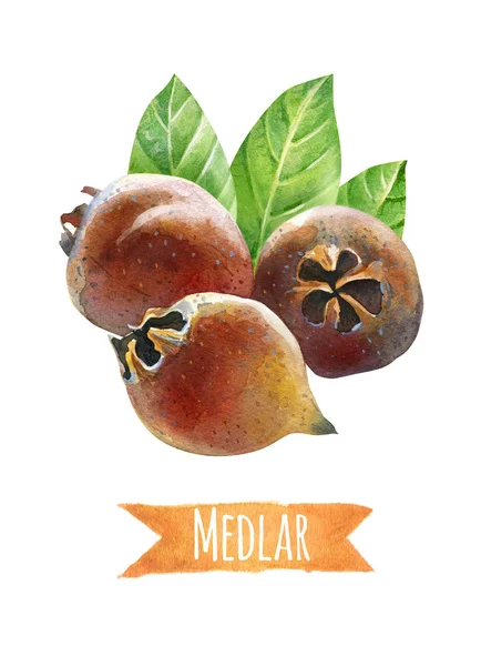 Medlar com folhas, ilustração aquarela com recorte caminho — Fotografia de Stock