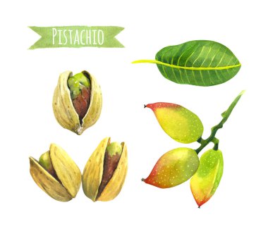 Pistachio, watercolor illustration with clipping path clipart