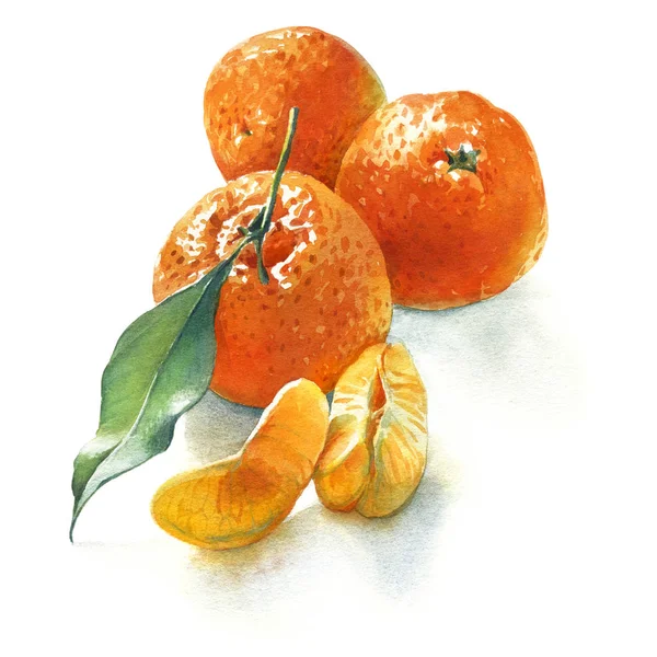 Watercolor illustration of three mandarins with green leaf on white background — Stock Photo, Image