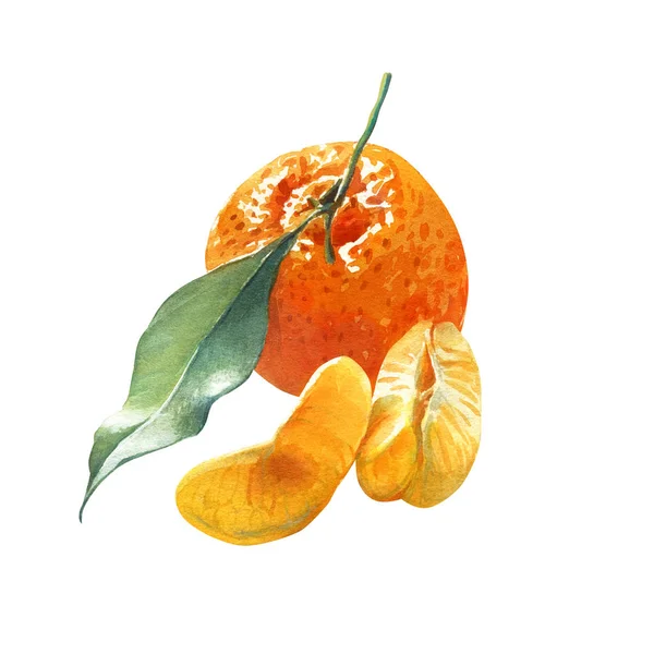 Ilustração aquarela de uma mandarina laranja com folha verde e pedaços isolados em branco — Fotografia de Stock