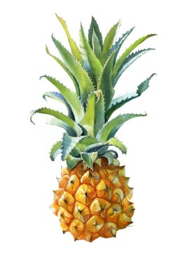 Bir ananas beyaz zemin üzerine suluboya çizimi