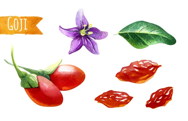 Goji mit grünen Blättern und Blume, Aquarell-Illustration — Stockfoto