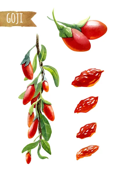 Goji berries on a branch, watercolor illustration — Stock Photo, Image