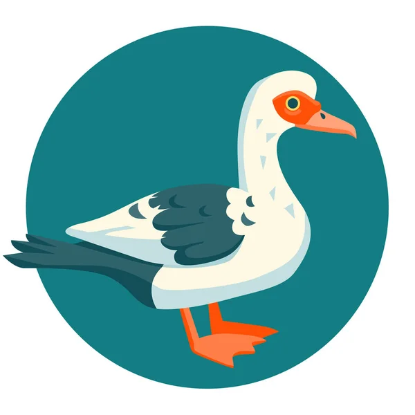 Muscovy Pato vector ilustración — Archivo Imágenes Vectoriales