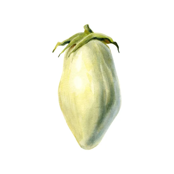 Witte aubergine geïsoleerde aquarel illustratie — Stockfoto
