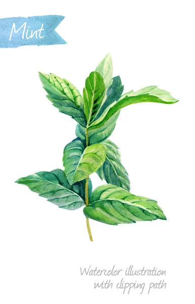 Plante de menthe fraîche isolée sur illustration aquarelle blanche — Photo