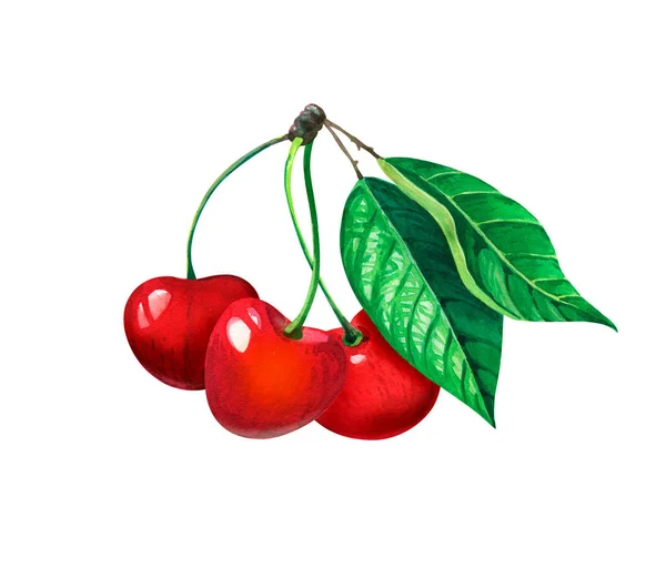 Sweet cherry twig with three berries and leaves isolated on white watercolor illustration — Stock Photo, Image