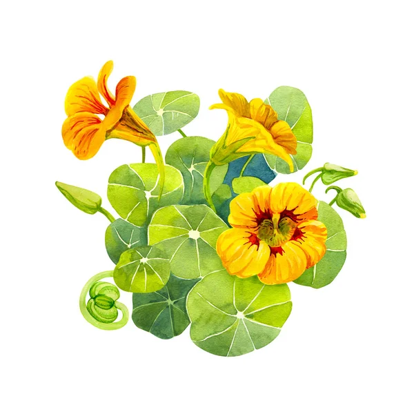 Gele nasturtium bloemen en bladeren geschilderd met waterverf — Stockfoto