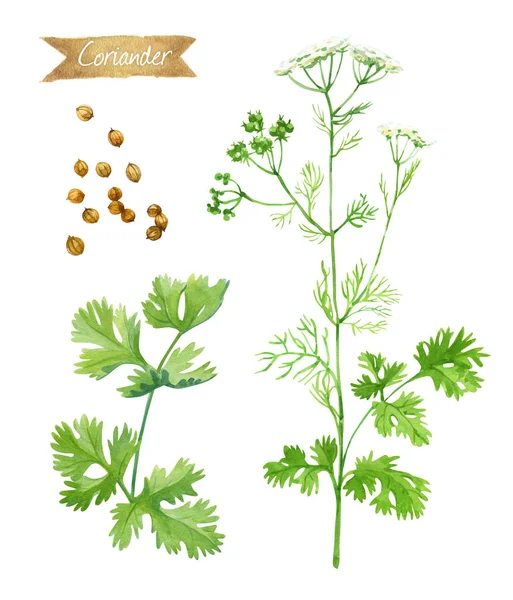 Κορίανδρος φυτό με λουλούδια, φύλλα και σπόρους που απομονώνονται σε λευκό ακουαρέλα εικονογράφηση — Φωτογραφία Αρχείου