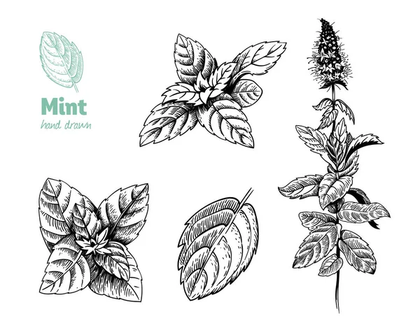ペパーミントの植物、葉、花のベクトル手描きイラスト — ストックベクタ