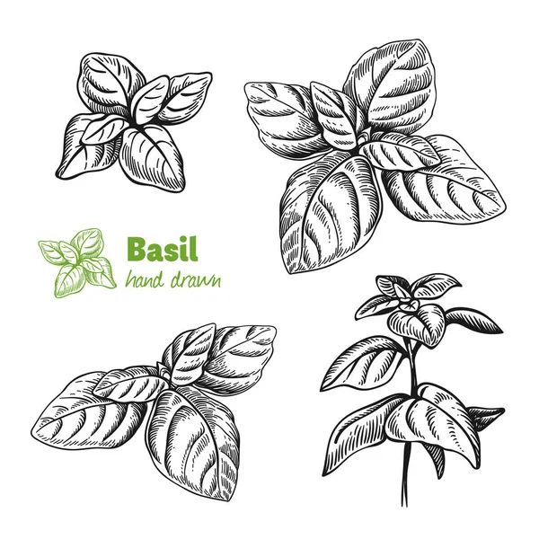 Basil plant en bladeren vector illustratie van de hand getrokken — Stockvector