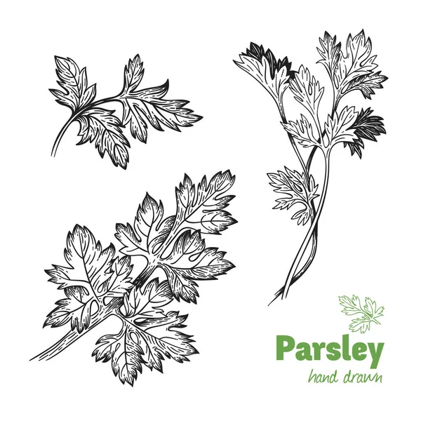 Planta de perejil y hojas vector ilustración dibujada a mano — Vector de stock