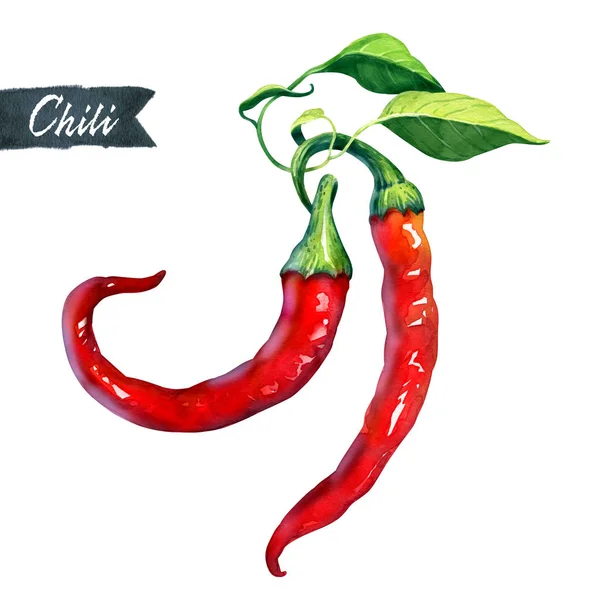 Två färska chilipeppar isolerad på vita akvarell illustration — Stockfoto
