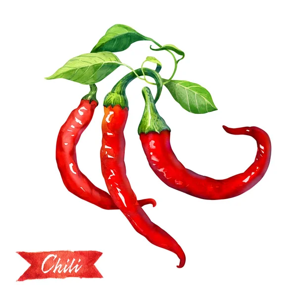 Tres chiles frescos con hojas aisladas en la ilustración de acuarela blanca — Foto de Stock