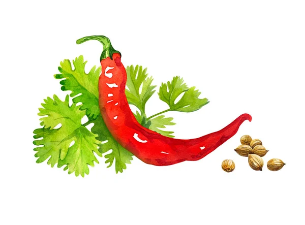 Röd chilipeppar med korianderblad och frön isolerad på vita akvarell illustration — Stockfoto