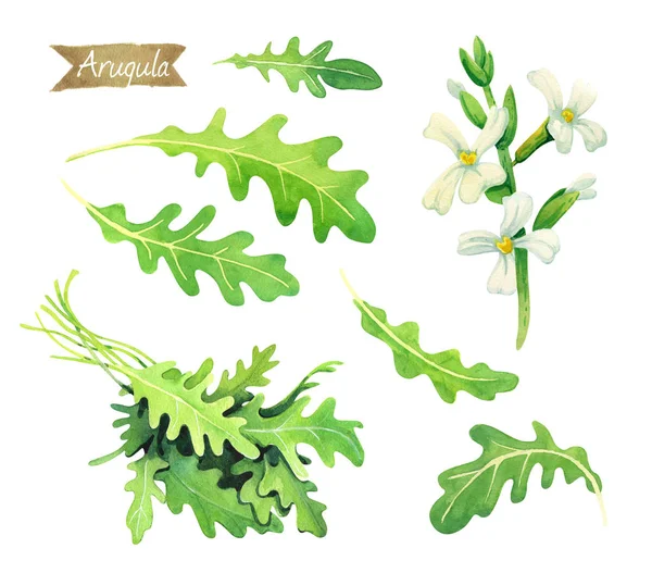 Frische Rucolablätter, Blüten und Strauß isoliert auf weißem Aquarell — Stockfoto