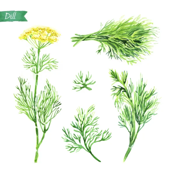 Dill plant, twigs and bunch watercolor illustration — Stock Photo, Image