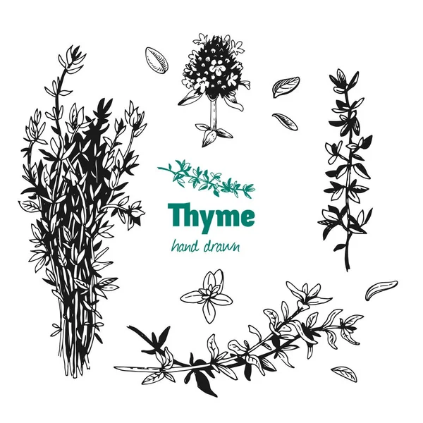 Thyme planta, folhas, flores e vetor de cacho ilustração desenhada à mão — Vetor de Stock
