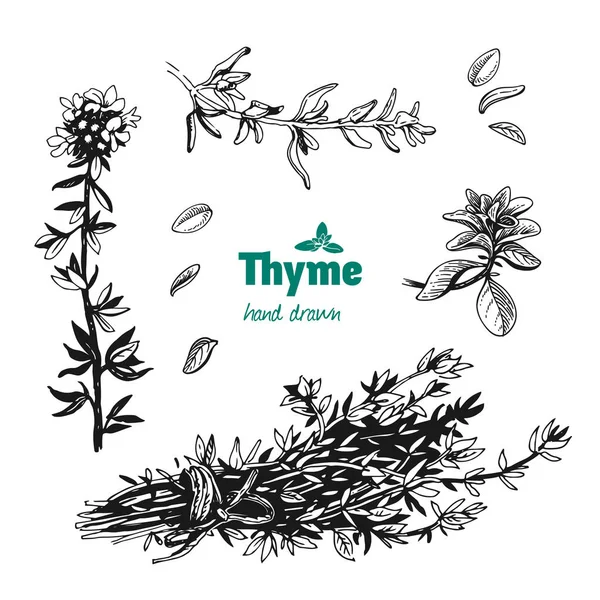 Thyme planta, folhas, flores e vetor de cacho ilustração desenhada à mão — Vetor de Stock
