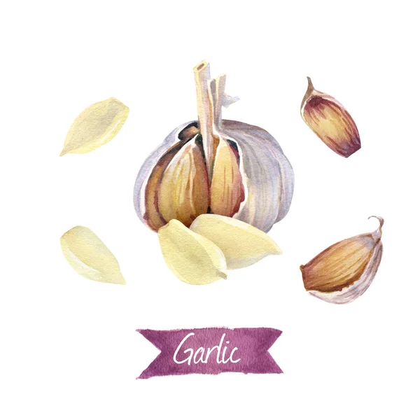 Garlic bulb and cloves isolated on white watercolor illustration — Stock Photo, Image