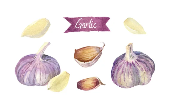 Garlic bulbs and cloves isolated on white watercolor illustration — Stock Photo, Image