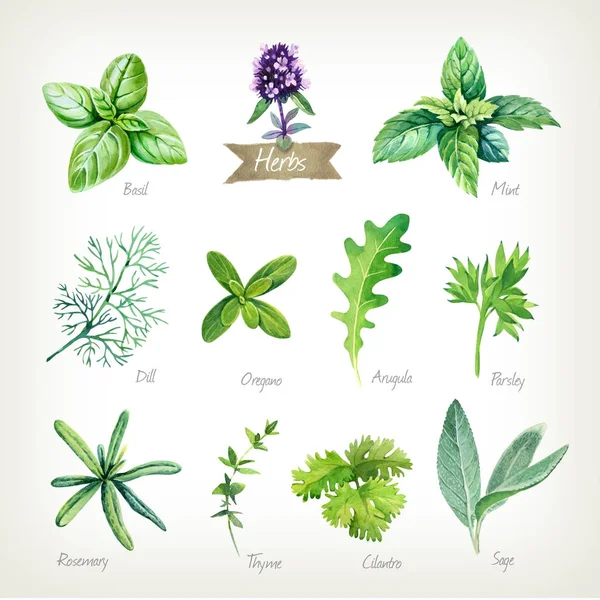Fűszernövények gyűjteménye akvarell illusztráció vágógörbék — Stock Fotó