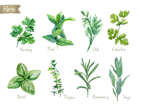 Culinary herbs collection watercolor illustration with clipping paths — Stock Photo, Image